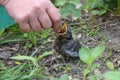 Young blackbirds gets feed a worm Royalty Free Stock Photo
