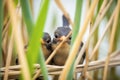 young blackbirds hiding among dense reeds Royalty Free Stock Photo