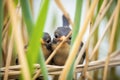 young blackbirds hiding among dense reeds