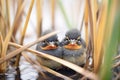young blackbirds hiding among dense reeds Royalty Free Stock Photo