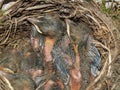 Young Blackbirds in the Nest Royalty Free Stock Photo