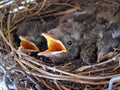 Young blackbirds in their nest #2 Royalty Free Stock Photo