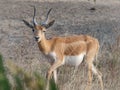 Young blackbuck animal enjoying in forest at Velavadar national Park