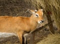 Young blackbuck antelope eating straw