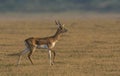 Young blackbuck known as the Indian antelope, Antilope cervicapra, Solapur, Royalty Free Stock Photo