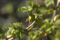 Young blackcurrant leaves, the first tender spring leaves on a tree branch