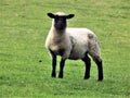 Young Blackface Sheep, @ Crookham, Northumberland, England