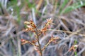 Young Blackjack Oak tree leaves