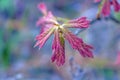 Young Blackjack Oak tree leaves