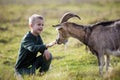 Young blond cute handsome smiling child boy playing with horned bearded goat outdoors on bright sunny summer or spring day on Royalty Free Stock Photo