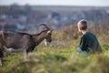 Young blond cute handsome smiling child boy playing with horned bearded goat outdoors on bright sunny summer or spring day on Royalty Free Stock Photo