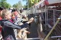 Young blond girl feeding Emu