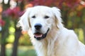 Golden retriever autumn landscape