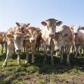 Young blonde d` aquitaine cows and calfs in green spring landscape near dutch town of geldermalsen Royalty Free Stock Photo