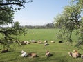 Young blonde d` aquitaine cows and calfs in green spring landscape near dutch town of geldermalsen Royalty Free Stock Photo