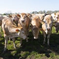 Young blonde d` aquitaine cows and calfs in green spring landscape near dutch town of geldermalsen Royalty Free Stock Photo