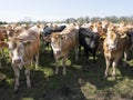 Young blonde d` aquitaine cows and calfs in green spring landscape near dutch town of geldermalsen Royalty Free Stock Photo