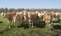 Young blonde d` aquitaine cows and calfs in green spring landscape near dutch town of geldermalsen Royalty Free Stock Photo