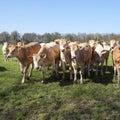 Young blonde d` aquitaine cows and calfs in green spring landscape near dutch town of geldermalsen Royalty Free Stock Photo