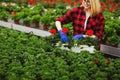 Young blonde woman gardener in gloves working in greenhouse, planting and taking care of flowers. Gardening concept Royalty Free Stock Photo