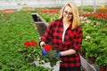 Young blonde woman gardener in gloves working in greenhouse, planting and taking care of flowers. Gardening concept Royalty Free Stock Photo