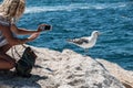 A young blonde woman tries to make photo of a screaming seagull standing on a stone pier near the sea. Royalty Free Stock Photo