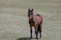 Young blood bay wild horse colt of spanish descent in the western USA Royalty Free Stock Photo