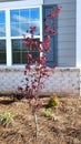 Bloodgood Japanese Maple -Acer palmatum var. atropurpureum \'Bloodgood\'