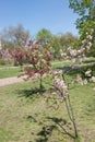 Young blooming apple tree sapling Royalty Free Stock Photo