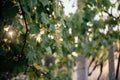 Young blooming cluster of grapes on the grape vine on vineyard with the sunset sky on the background Royalty Free Stock Photo