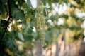 Young blooming cluster of grapes on the grape vine on vineyard with the sunset sky on the background Royalty Free Stock Photo