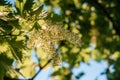 Young blooming cluster of grapes on the grape vine on vineyard with the sunset sky on the background Royalty Free Stock Photo