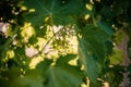 Young blooming cluster of grapes on the grape vine on vineyard with the sunset sky on the background Royalty Free Stock Photo