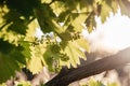 Young blooming cluster of grapes on the grape vine on vineyard with the sunset sky on the background Royalty Free Stock Photo