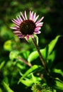 Young blooming echinacea flower Royalty Free Stock Photo