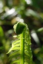 Young blooming fern leaf in the evening sun