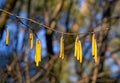 Young blooming long catkins on hazel branches in early spring Royalty Free Stock Photo