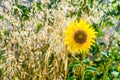 Young blooming sunflower on a blurred background stalks of ripe oats Royalty Free Stock Photo