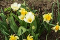 Young blooming white tulips and narcissus in the garden. Growing plants, gardening concept Royalty Free Stock Photo