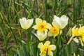 Young blooming white tulips and narcissus in the garden. Growing plants, gardening concept Royalty Free Stock Photo