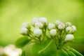 Young blossoming apple tree blossoms, spring time Royalty Free Stock Photo