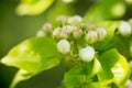 Young blossoming apple tree blossoms, spring time Royalty Free Stock Photo