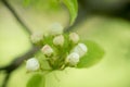 Young blossoming apple tree blossoms, spring time Royalty Free Stock Photo