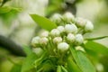 Young blossoming apple tree blossoms, spring time Royalty Free Stock Photo