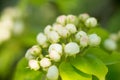 Young blossoming apple tree blossoms, spring time Royalty Free Stock Photo