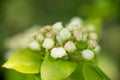 Young blossoming apple tree blossoms, spring time Royalty Free Stock Photo