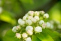 Young blossoming apple tree blossoms, spring time Royalty Free Stock Photo