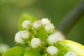 Young blossoming apple tree blossoms, spring time Royalty Free Stock Photo