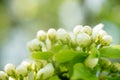 Young blossoming apple tree blossoms, spring time Royalty Free Stock Photo