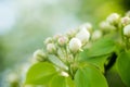 Young blossoming apple tree blossoms, spring time Royalty Free Stock Photo